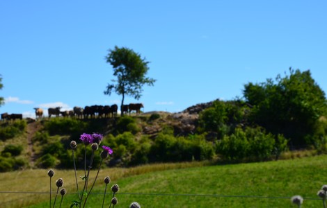 Ett par kor som står på en kulle vid Kråkeryd naturreservat. 