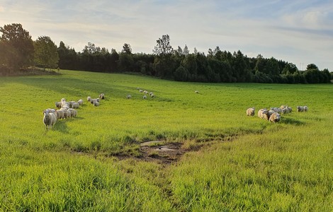 På bilden ser man ett stort betesmarksområde. I bakgrunden skymtar man ett lövskogsområde. På den gröna betesmarken står massvis av vita får som betar i hagen.  