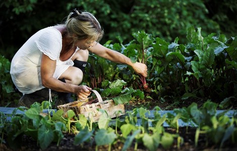 En kvinna som sitter på huk och plockar grödor från ett fält. 