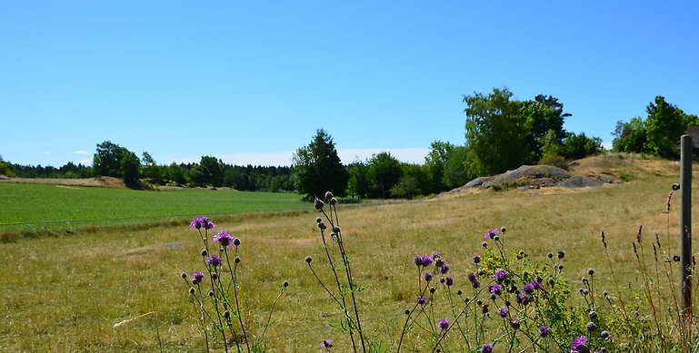 Bild över Kråkeryd naturreservat.