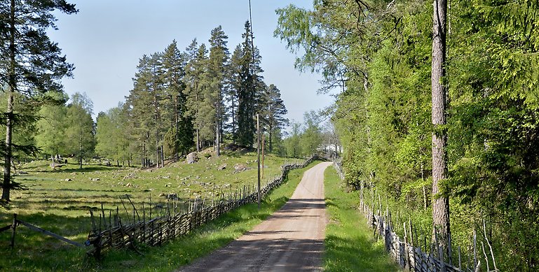 Ett foto från Klämmesmålen naturreservat under sommartid. På bilden ser man en grusväg och längs den går en gärdesgård. På vänster sida ser man en beteshage och på höger en lövskog. 