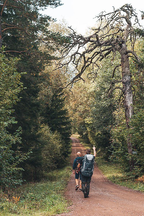 Två vandrare som går längs med en landsväg och pekar upp mot ett gammalt träd.