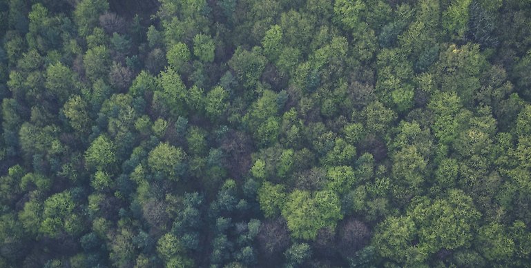Drönarbild över en tät och grön skog